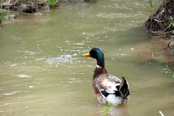 Beautiful duck on the river