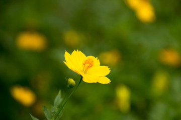 Beautiful wild flowers