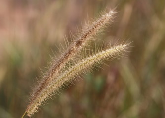 Fodder grass for cattle and cow with blurred background
