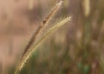 Obraz premium Fodder grass for cattle and cow with blurred background