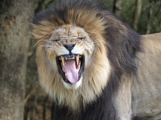 Obraz premium African Lion
