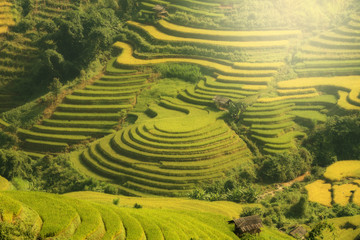 VIETNAM Landscape rice terrace on the mountain of mu cang chai Vietnam