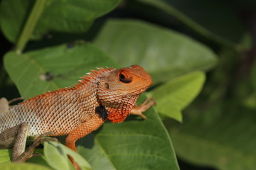 Indian chameleon on a tree branch