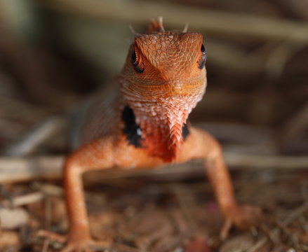 Indian chameleon on a tree branch
