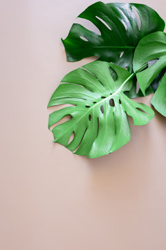 Monstera leaves tropical summer background with a space for a text