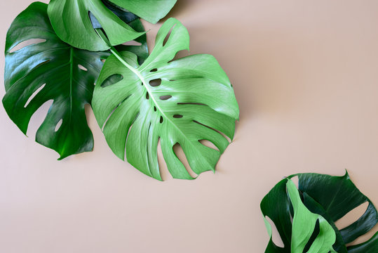 Monstera leaves tropical background with a space for a text