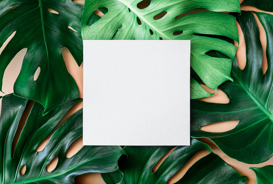 Monstera leaves background with a space for a text