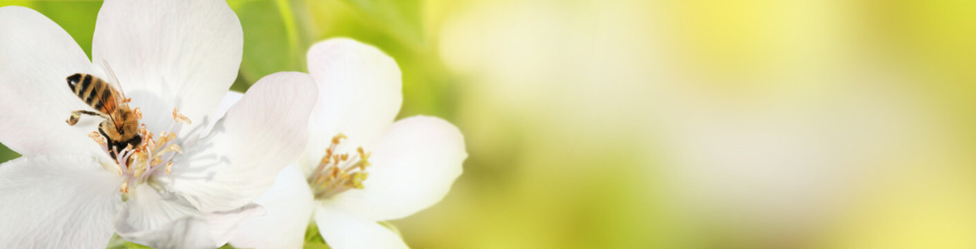 Bee collects nectar (pollen) from the flowers of a flowering quince (Cydonia oblonga) on a green and yellow blurred background of nature, a banner for the site