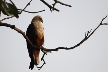 Brahmani kite sitting on a branch