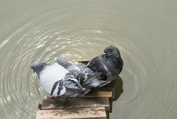 pigeon