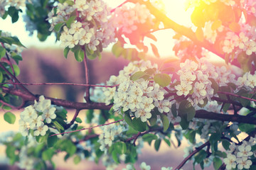 Vintage blossoming orchard. Branches with cherry flowers at sunset. 