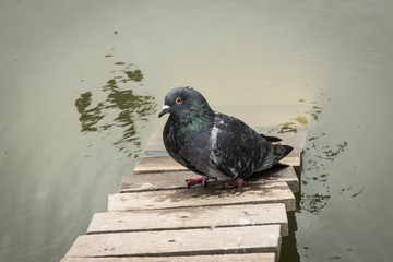 pigeon