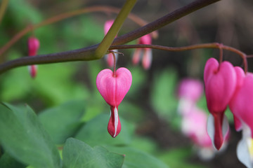 pink flower