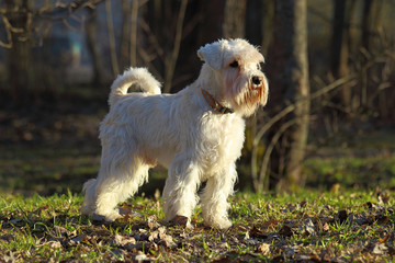 White Zwergschnauzer looking into the distance
