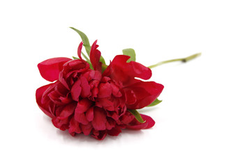 Peony flower blossom dark red - Background isolated white