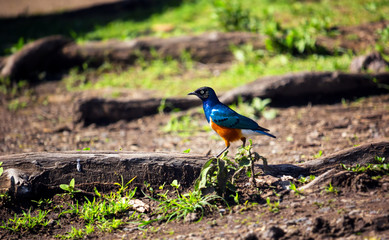 Superb starling or Lamprotornis superbus