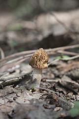 morel - edible spring mushroom