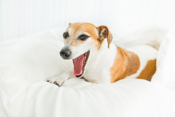 Animal small dog lying in the white bed and Yawning or talking. Sunny morning room. 