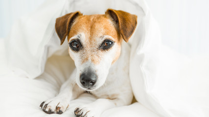 Sweet dreams dog Wishes you under white Comfortable bed linen. Lazy sleepy mood. Enjoy your rest time