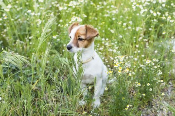 cute small young dog among the flowers and green grass. Spring.  Love for animals concept. Pets.