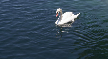 White Swan Swimming in Lake