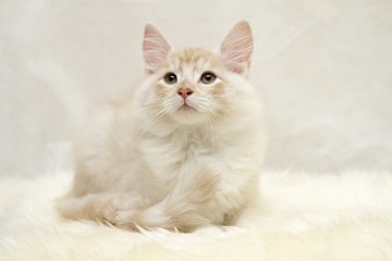 Norwegian forest cat kitten 