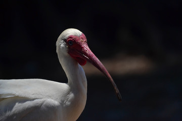 North American White Ibis