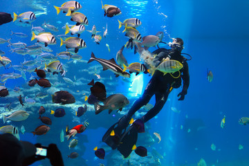 diver is feeding fishes in the Shark Pool of Coral World Underwater Observatory aquarium in Eilat,...