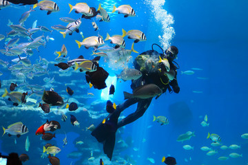 diver is feeding fishes in the Shark Pool of Coral World Underwater Observatory aquarium in Eilat,...