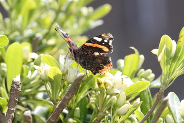 Erebia neoridas 