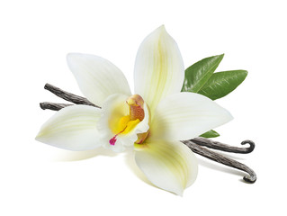 Fototapeta na wymiar Vanilla flower sticks and leaves isolated