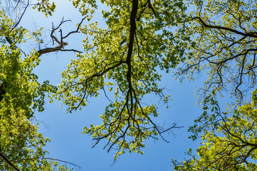 Birch forest on the sky background. Green trees on blue sky background