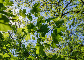 Fototapeta na wymiar Birch forest on the sky background. Green trees on blue sky background
