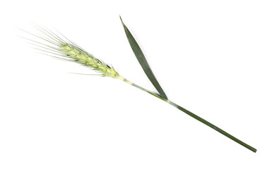 green ears of wheat isolated on white background, top view