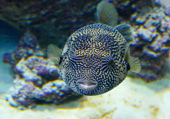 Blackspotted puffer