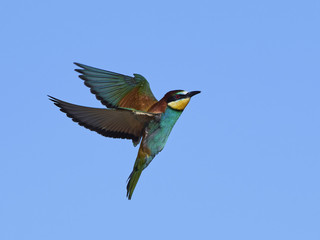 European bee-eater (Merops apiaster)