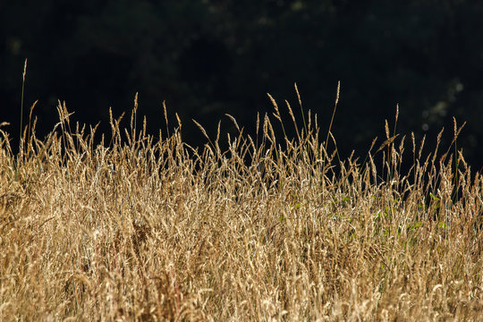 Dry Grass Savannah Field in Summer