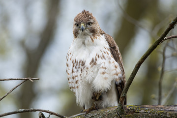 Red-tailed Hawk