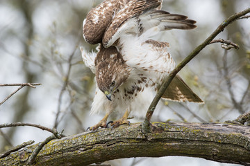 Red-tailed Hawk