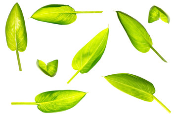 Isolated set of Calla leaf on a white background