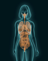 picture of a woman with a visible internal organs 3d render