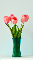 Pink tulips