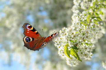 Schmetterling 313
