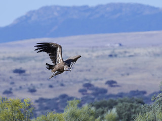 Fototapeta na wymiar Griffon vulture (Gyps fulvus)