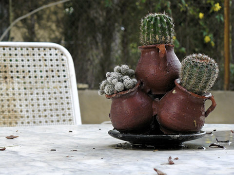 Cactus en el macetero