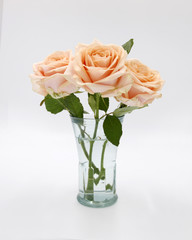 Roses / flowers salmon color in green glass flower vase - Background isolated white - Copy text space