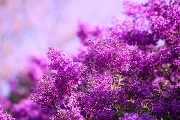 lilac bush against sky in the garden