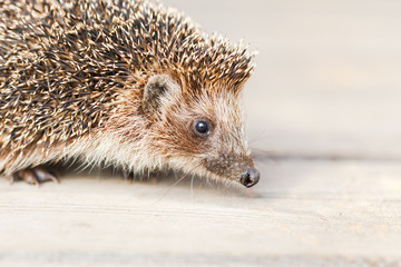 Cute Funny Lovely Hedgehog Standing On Wooden Floor