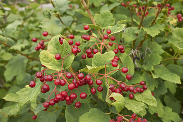 Viburnum opulus