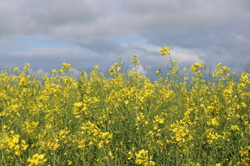 Obraz premium kuparmen